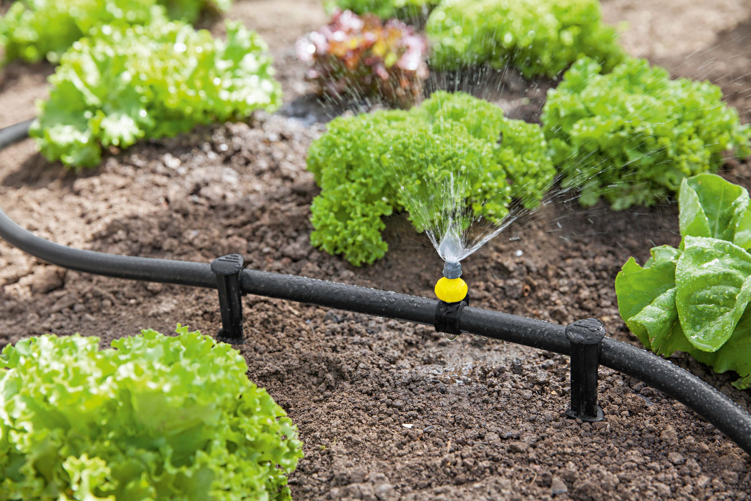 Application Image Application Image